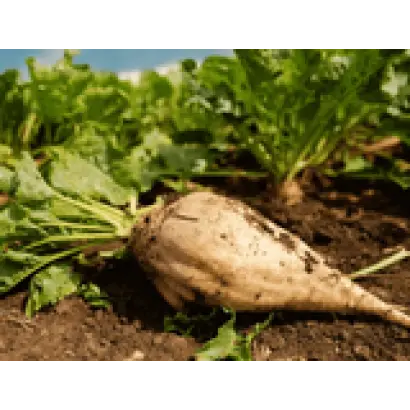 Ruteniia 11 / Рутенія 11