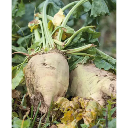 Ruteniia 12 / Рутенія 12