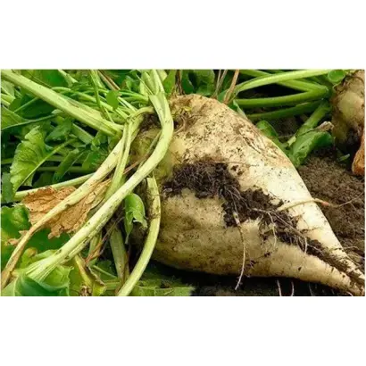 Ruteniia 13 / Рутенія 13