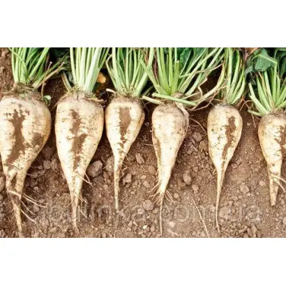 SY Belana / СИ Белана