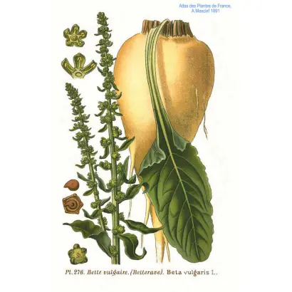 Silezja / Сілезія