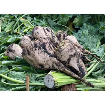 FRONTERA / ФРОНТЕРА