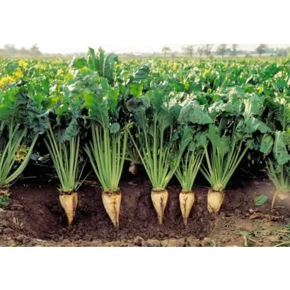 Черешневий