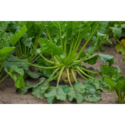 Jagienka / Ягенка