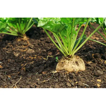 Goeland / Гоєланд