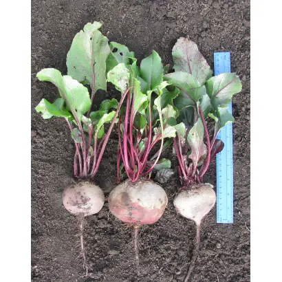 Дана (НС ХI-1) / Дана