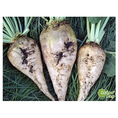 Impact / Імпакт