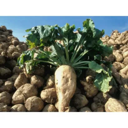 Lavina / Лавінія