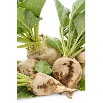 Melodia / Мелодия