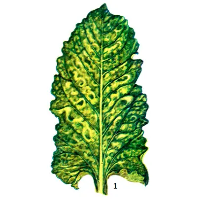 Mosaik / Мозаік