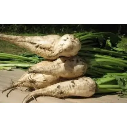 NOVELLA / НОВЕЛА