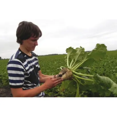 Oregon / Орегон