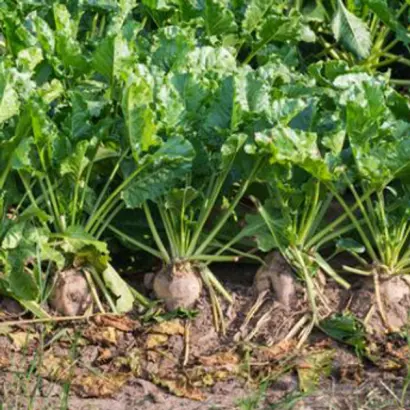 Plutone / Плутон