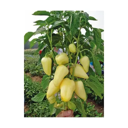 Prisma / Прізма