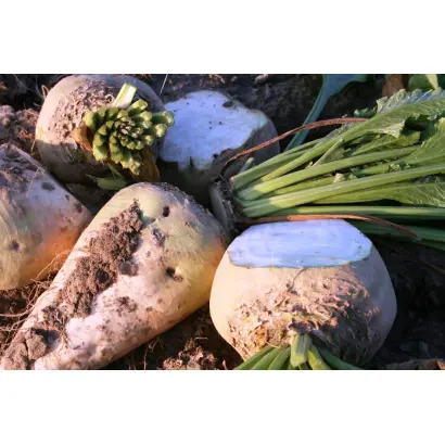 Stabila / Стабіла