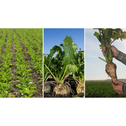 Уладівський ЧС 35