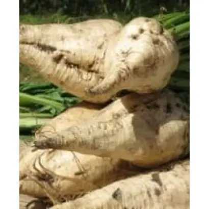 Cheyenne / Шейен