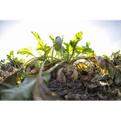 Jagusia / Ягуся