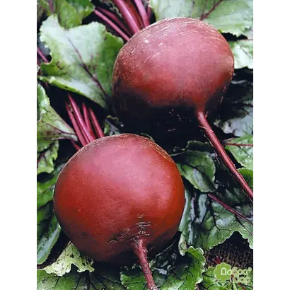 Бордо харківський