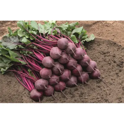 Bresko / Бреско