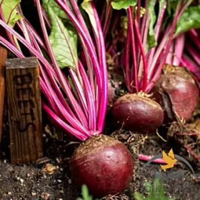 Garold / Гарольд