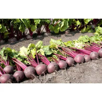 Detroit BB / Детройт ББ