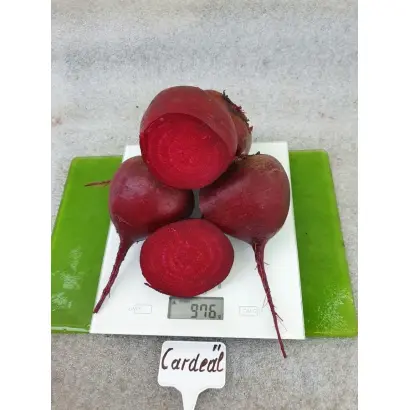 Cardeal / Кардіал