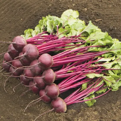 Manolo / Маноло