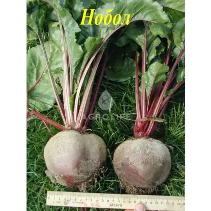 Nobol / Нобол