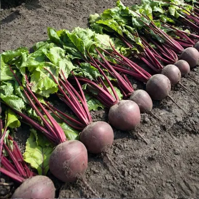 Pablo F1 / Пабло F1