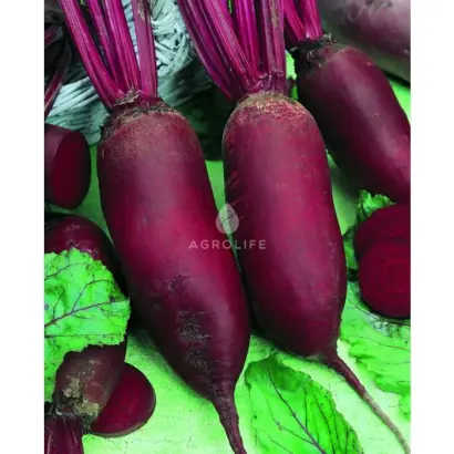 Renova / Ренова