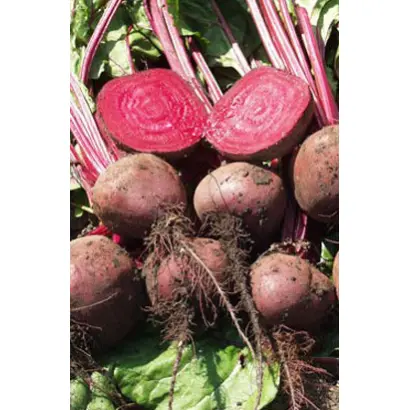 Lorette / Лоретт