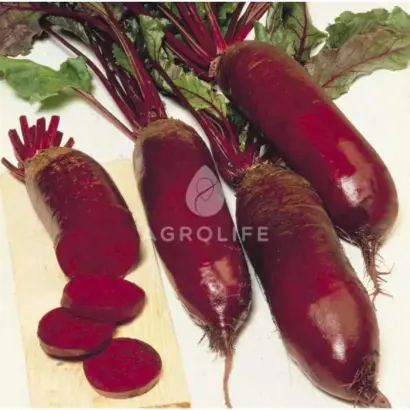 Forono / Фороно