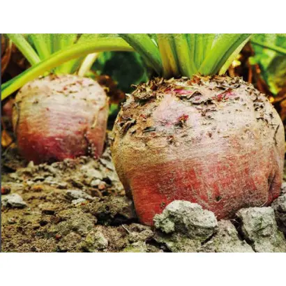 BETIMO / БЕТІМО