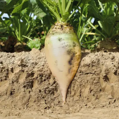 GUSTEA KWS / ГУСТЕЯ КВС