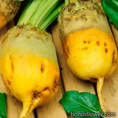 MHR Goliat / МГР Голіат