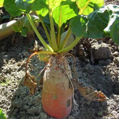 Полтавская белая / Полтавський білий