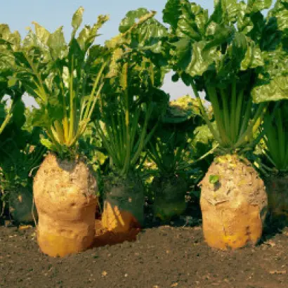 Полтавская полусахар / Полтавський напівцукровий