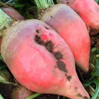 Рекорд-поли / Рекорд-Полі