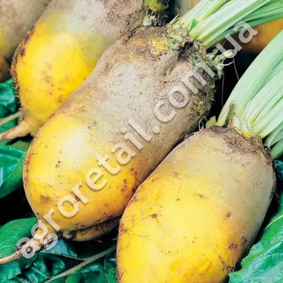 Панфильская односемянний / Панфільський однонасінний