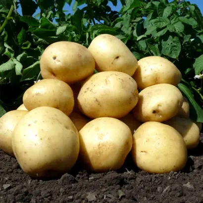 AZILIS / АЗІЛІС