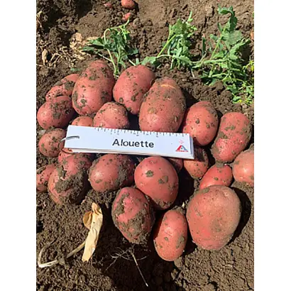 ALOUETTE / АЛЮЕТТ