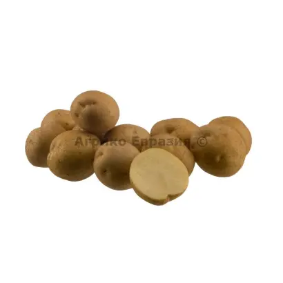 Arsenal / Арсенал