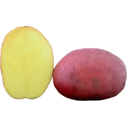 Baltic Fire / Балтік Фаєр