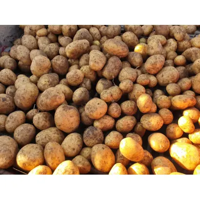 BELANA / БЕЛАНА