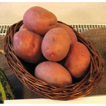 Bellarosa / Беллароза