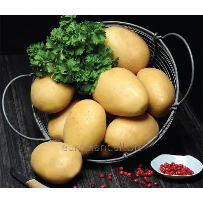 Bernina / Берніна