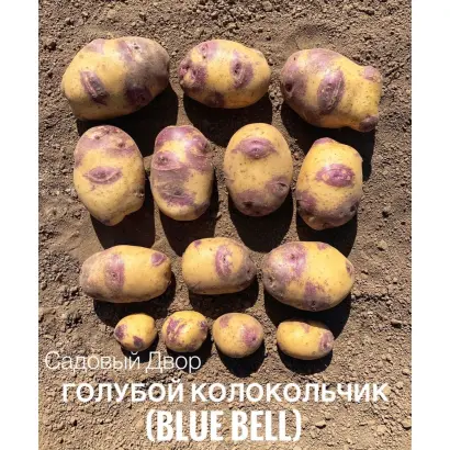 Blue Belle / Блю Бель