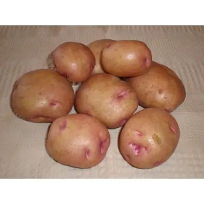 Бородянский розовый / Бородянська рожева