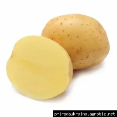 VIVIANA / ВІВІАНА